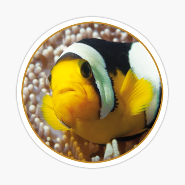Anemonenfisch | Close Up! |  Sticker