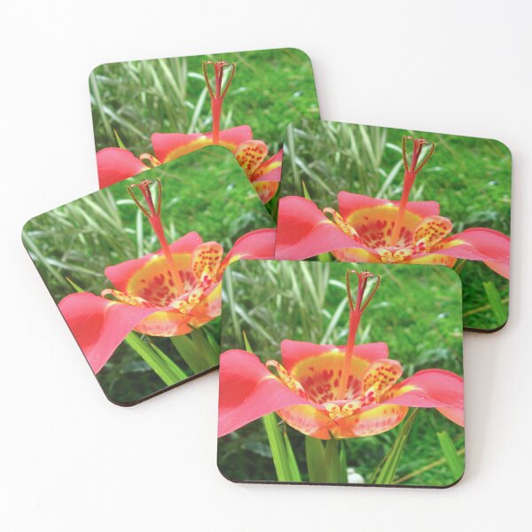 Item preview,  Tigridia pavonia--Tiger Flower (Red) designed and sold by Sharon Perrett.