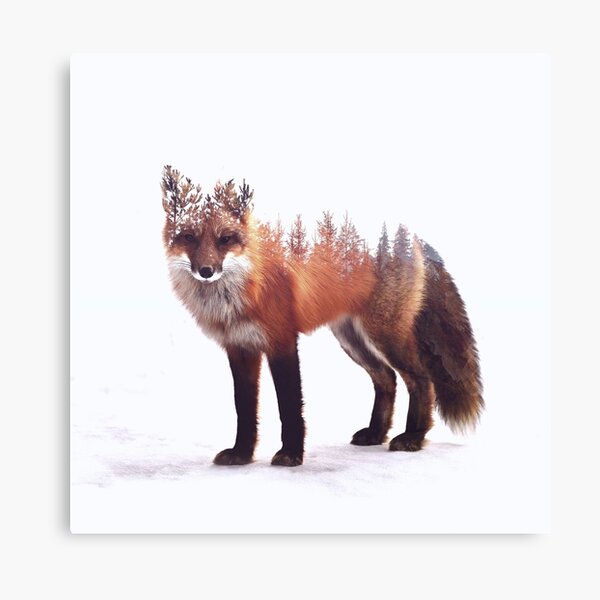 fox Canvas Print