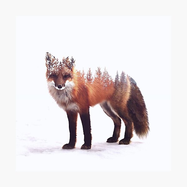 fox Photographic Print