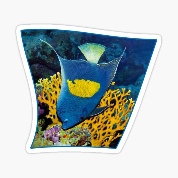 Kaiserfisch | Ich bin der Kaiser in meinem Revier | Sticker