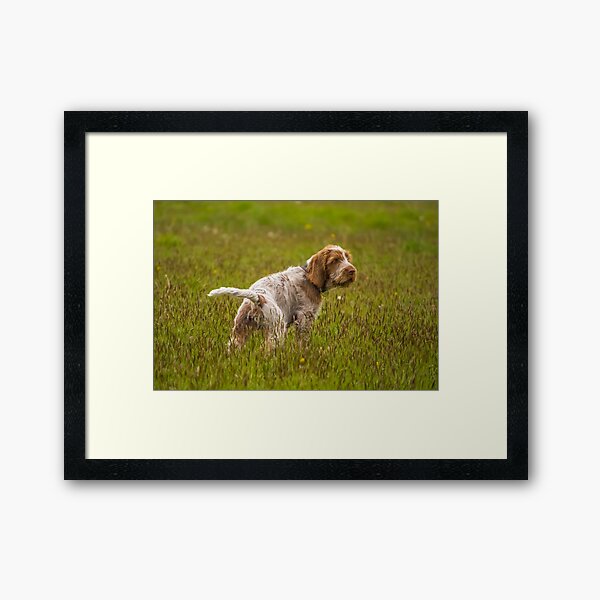 Puppy in a meadow Spinone Framed Art Print