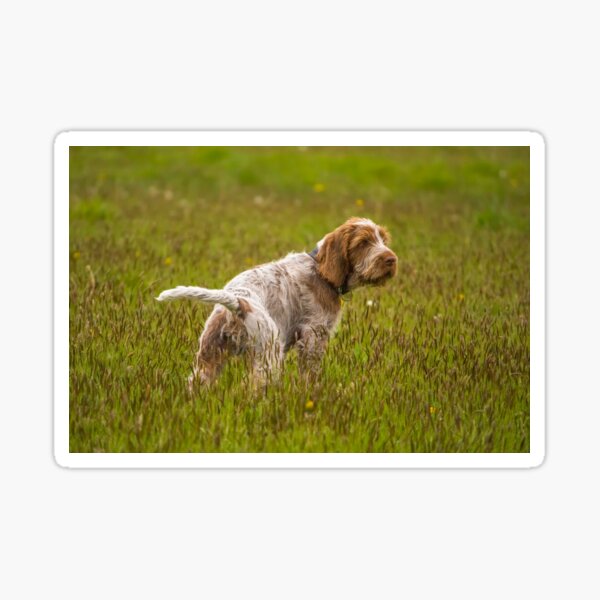 Puppy in a meadow Spinone Sticker