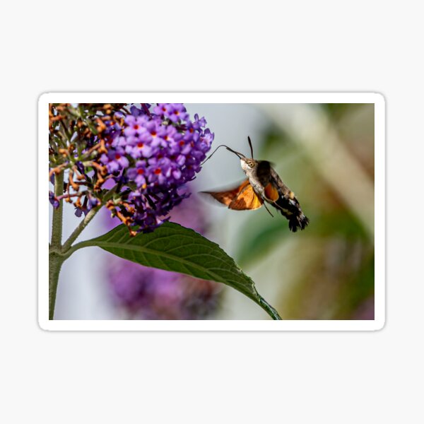 Item preview, Hummingbird hawk-Moth designed and sold by OwlOccasions.