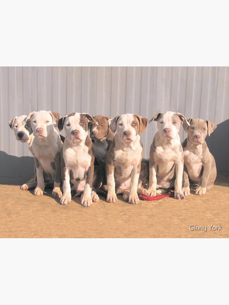 bull terrier little rascals