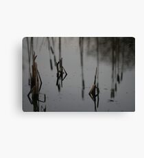 Reeds Canvas Print