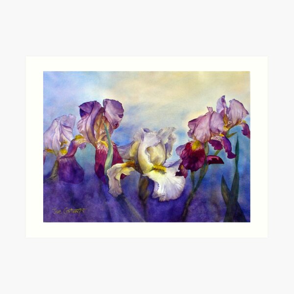 Bearded Irises Art Print