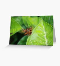 Take off Greeting Card