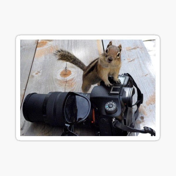Not Camera Shy Sticker