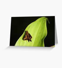 Skipper shot 2 Greeting Card