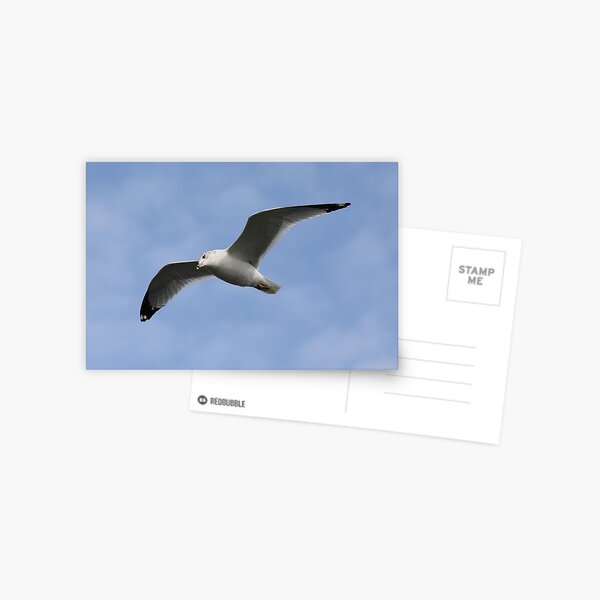 Item preview, Ring-Billed Gull designed and sold by Paulette1021.