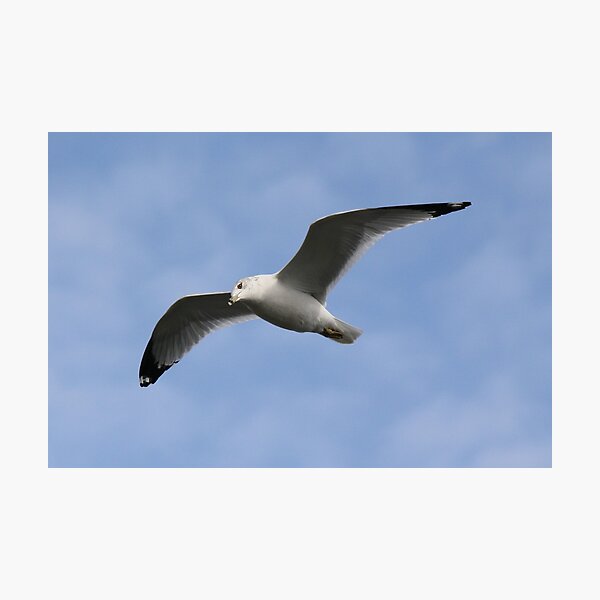 Item preview, Ring-Billed Gull designed and sold by Paulette1021.