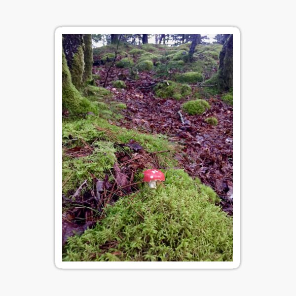 "Forest underground" Sticker for Sale by beachbyehlers | Redbubble