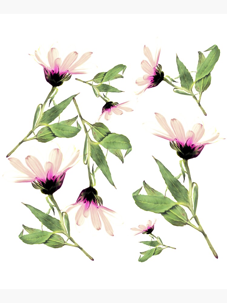 Rosa Romantik blühen von RanitasArt