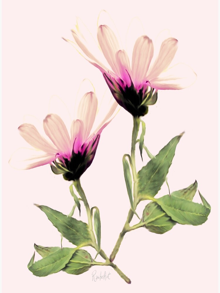 Rosa Romantik blühen von RanitasArt