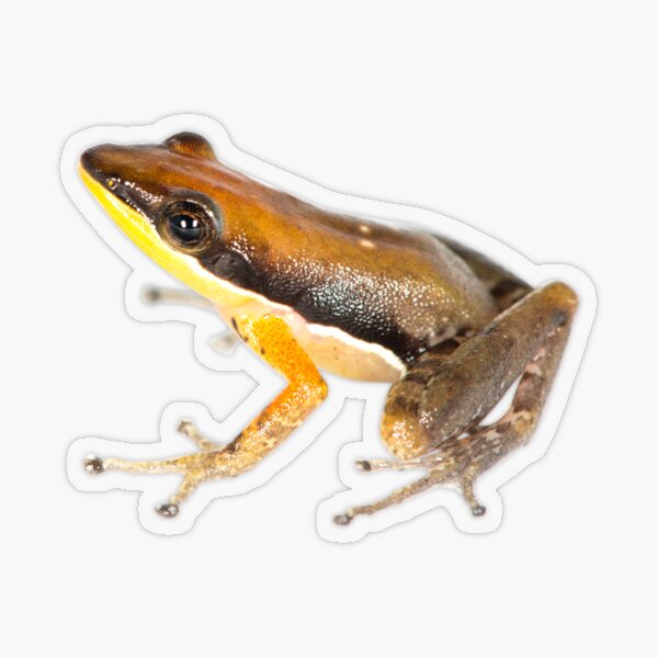 Blommersia grandisonae Transparent Sticker