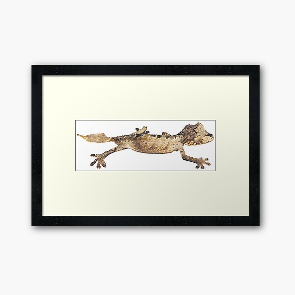 Uroplatus finiavana Framed Art Print