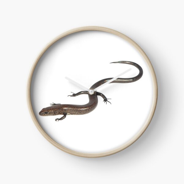 Brachyseps macrocercus Clock
