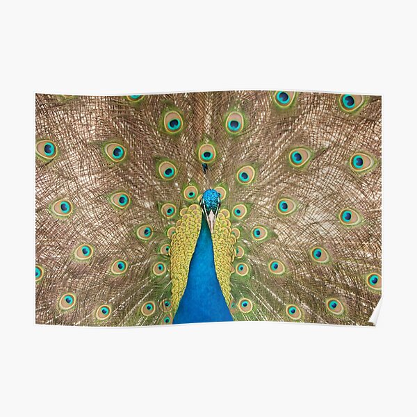 "Displaying Peacock or peafowl" Poster for Sale by jon77lees | Redbubble