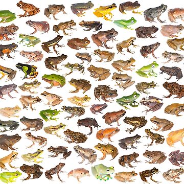 101 Frogs of Madagascar, First Edition | Poster