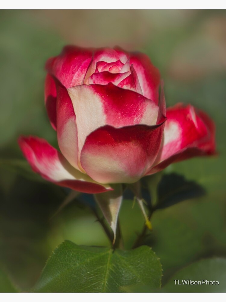 Stop And Smell The Roses By Tl Wilson Photography Poster By Tlwilsonphoto Redbubble 