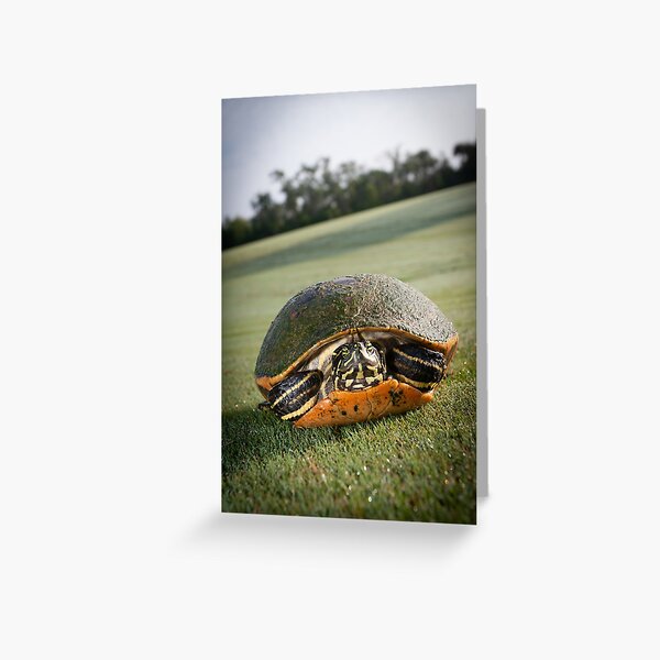 Sunbathing Turtle Greeting Card