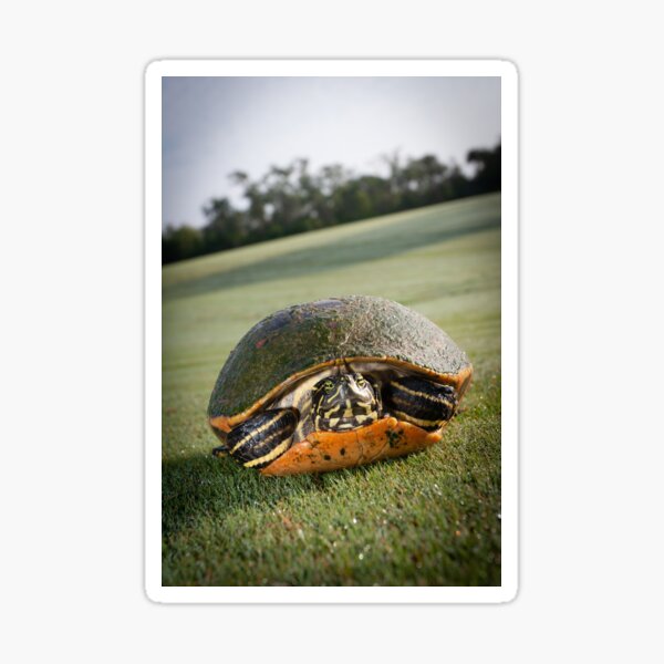 Sunbathing Turtle Sticker