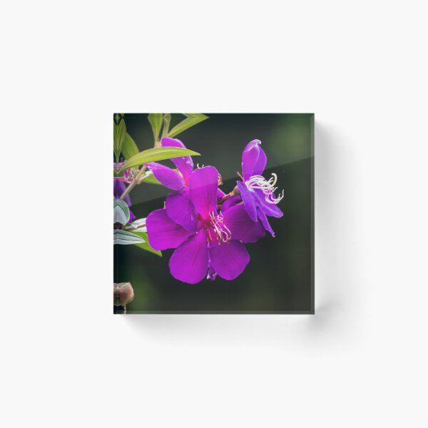Item preview, Tibochina sp Flowers in bloom designed and sold by Connie Pinson.