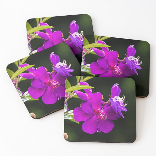 Item preview, Tibochina sp Flowers in bloom designed and sold by Connie Pinson.