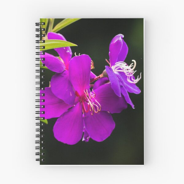 Item preview, Tibochina sp Flowers in bloom designed and sold by Connie Pinson.
