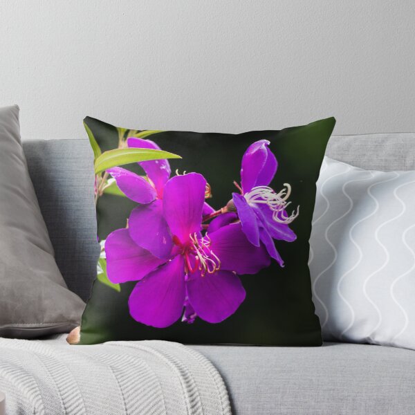 Item preview, Tibochina sp Flowers in bloom designed and sold by Connie Pinson.