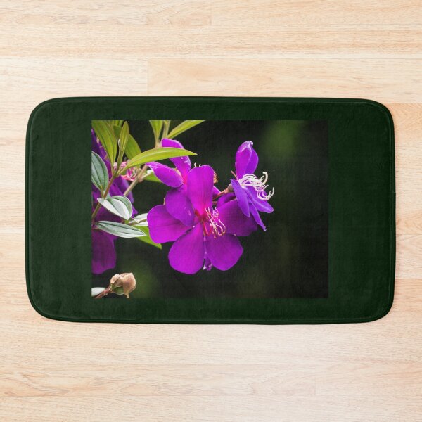 Item preview, Tibochina sp Flowers in bloom designed and sold by Connie Pinson.