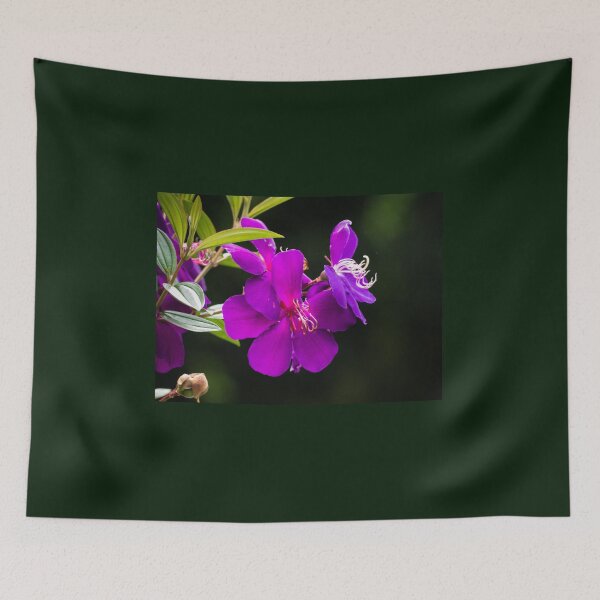 Item preview, Tibochina sp Flowers in bloom designed and sold by Connie Pinson.