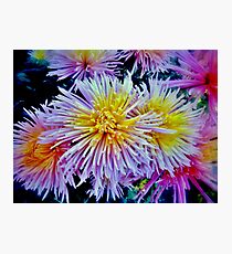 The star chrysanthemums Photographic Print