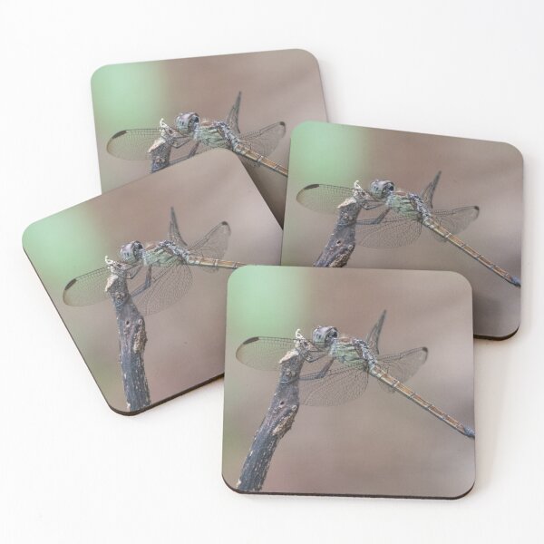 Item preview, Female Australasian Slimwing Dragonfly (Lathrecista asiatica festa).  designed and sold by Connie Pinson.
