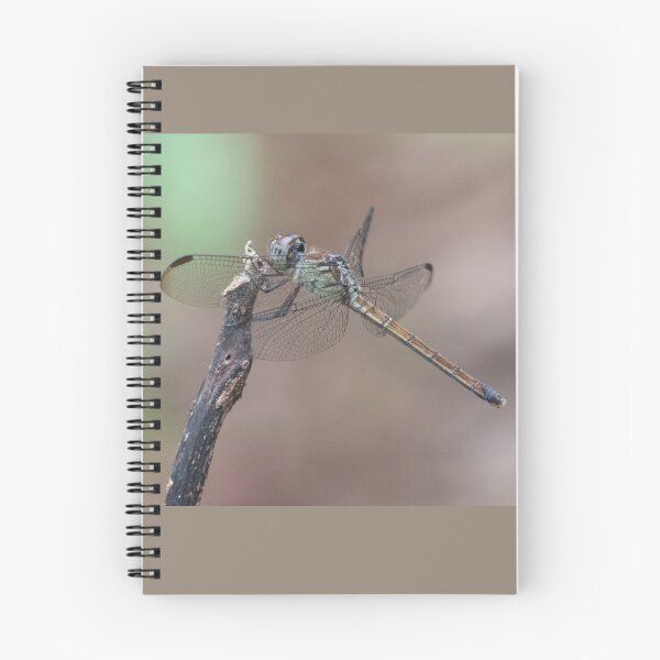 Item preview, Female Australasian Slimwing Dragonfly (Lathrecista asiatica festa).  designed and sold by Connie Pinson.