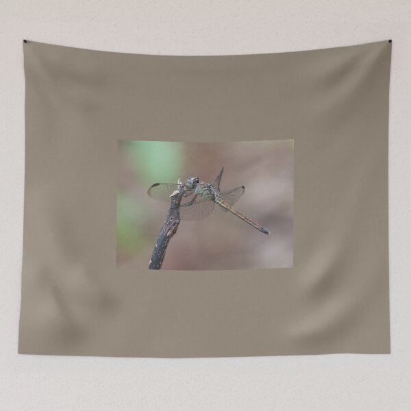 Item preview, Female Australasian Slimwing Dragonfly (Lathrecista asiatica festa).  designed and sold by Connie Pinson.