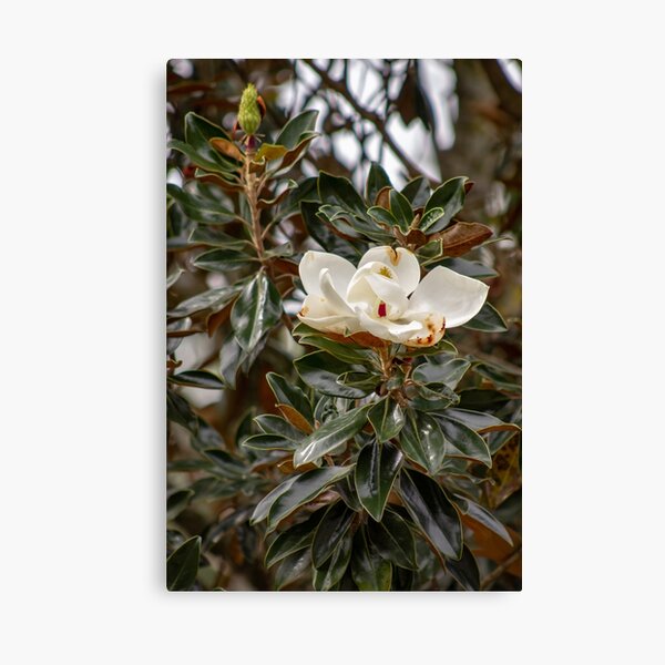 Magnolia Canvas Print