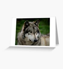 A WOLF PORTRAIT Greeting Card