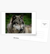 A WOLF PORTRAIT Postcards