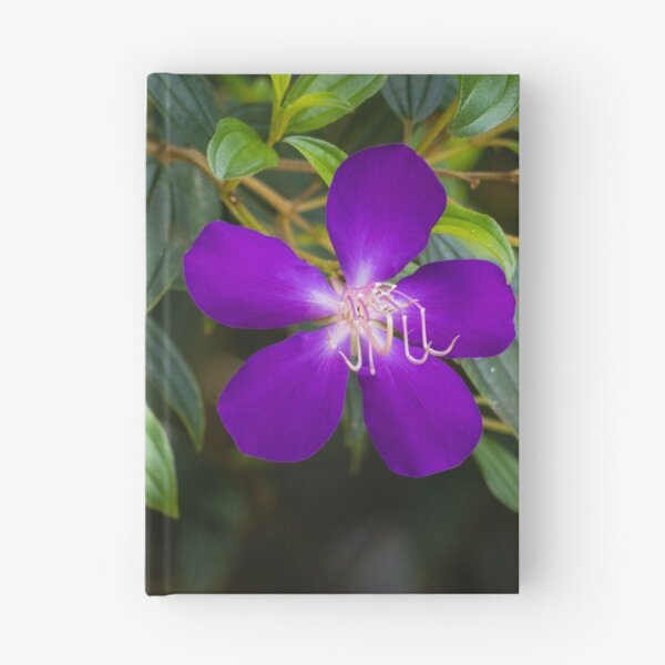 Item preview, Tibouchina flowers in bloom  designed and sold by Connie Pinson.