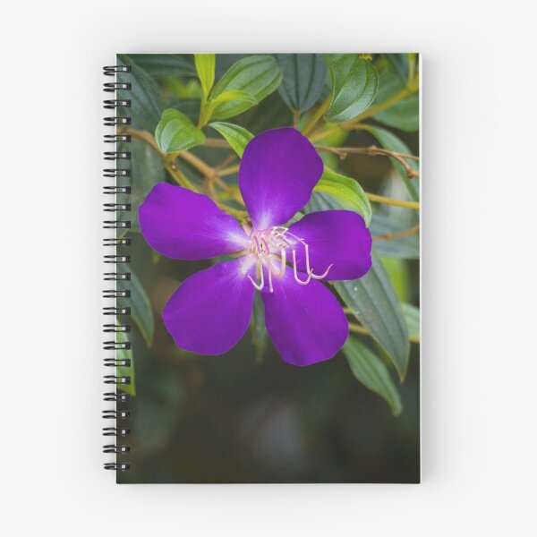 Item preview, Tibouchina flowers in bloom  designed and sold by Connie Pinson.