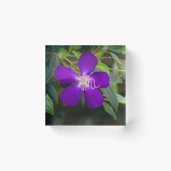 Item preview, Tibouchina flowers in bloom  designed and sold by Connie Pinson.