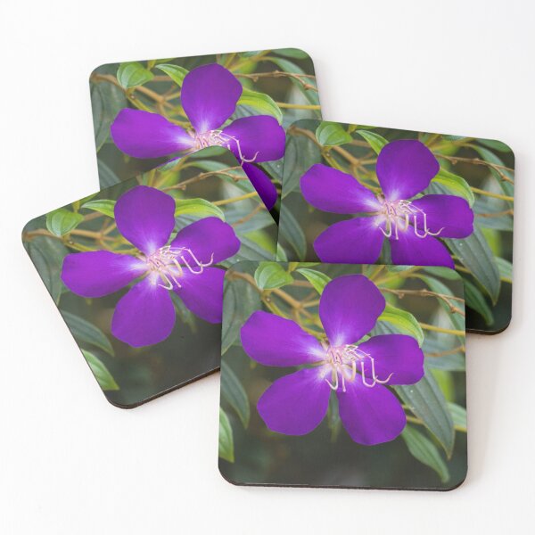 Item preview, Tibouchina flowers in bloom  designed and sold by Connie Pinson.