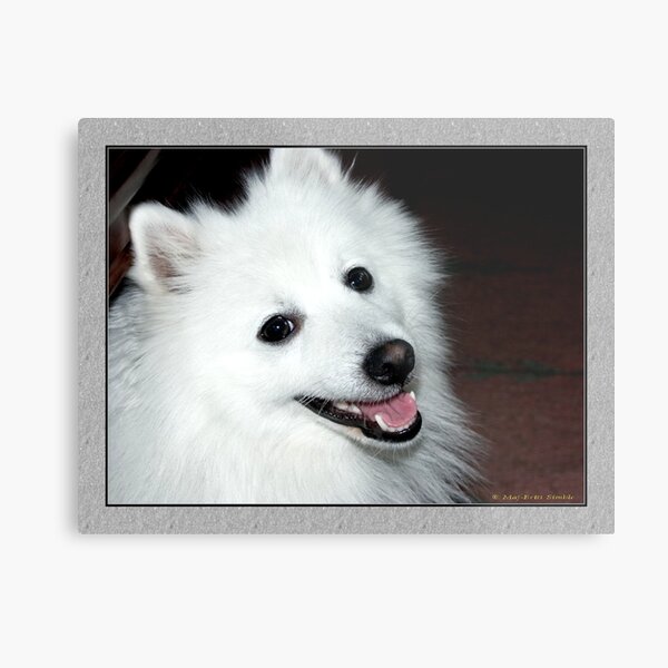 My Japanese Spitz :-) Metal Print