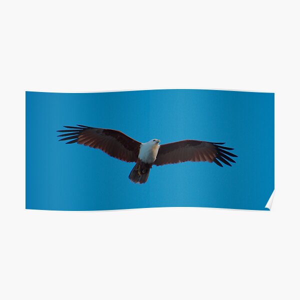 RAPTOR ~ SC ~ WO ~ Brahminy Kite by David Irwin 031019 Poster