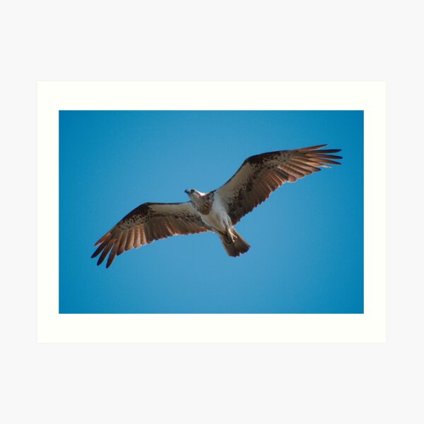 RAPTOR ~ WO ~ SC ~ Eastern Osprey 5 by David Irwin 031019 Art Print