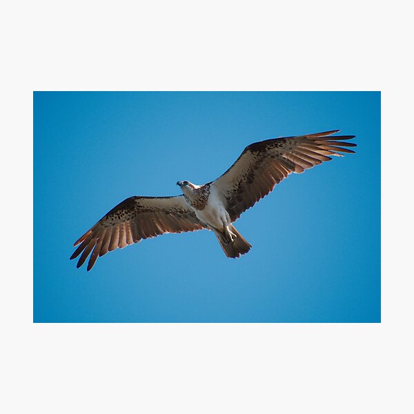 RAPTOR ~ WO ~ SC ~ Eastern Osprey C88TLZKW by David Irwin 031019 Photographic Print