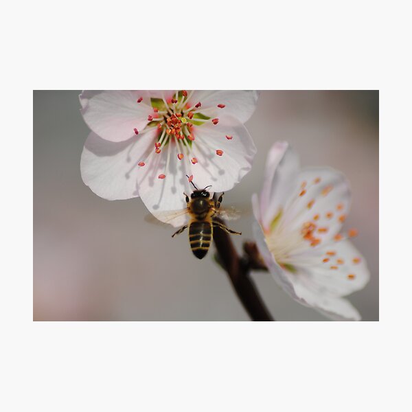 Bee in Flight collecting Pollen Photographic Print