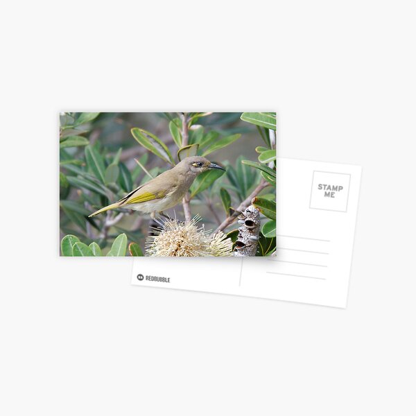HONEYEATER ~ SC ~ Brown Honeyeater by David Irwin 031019 Postcard